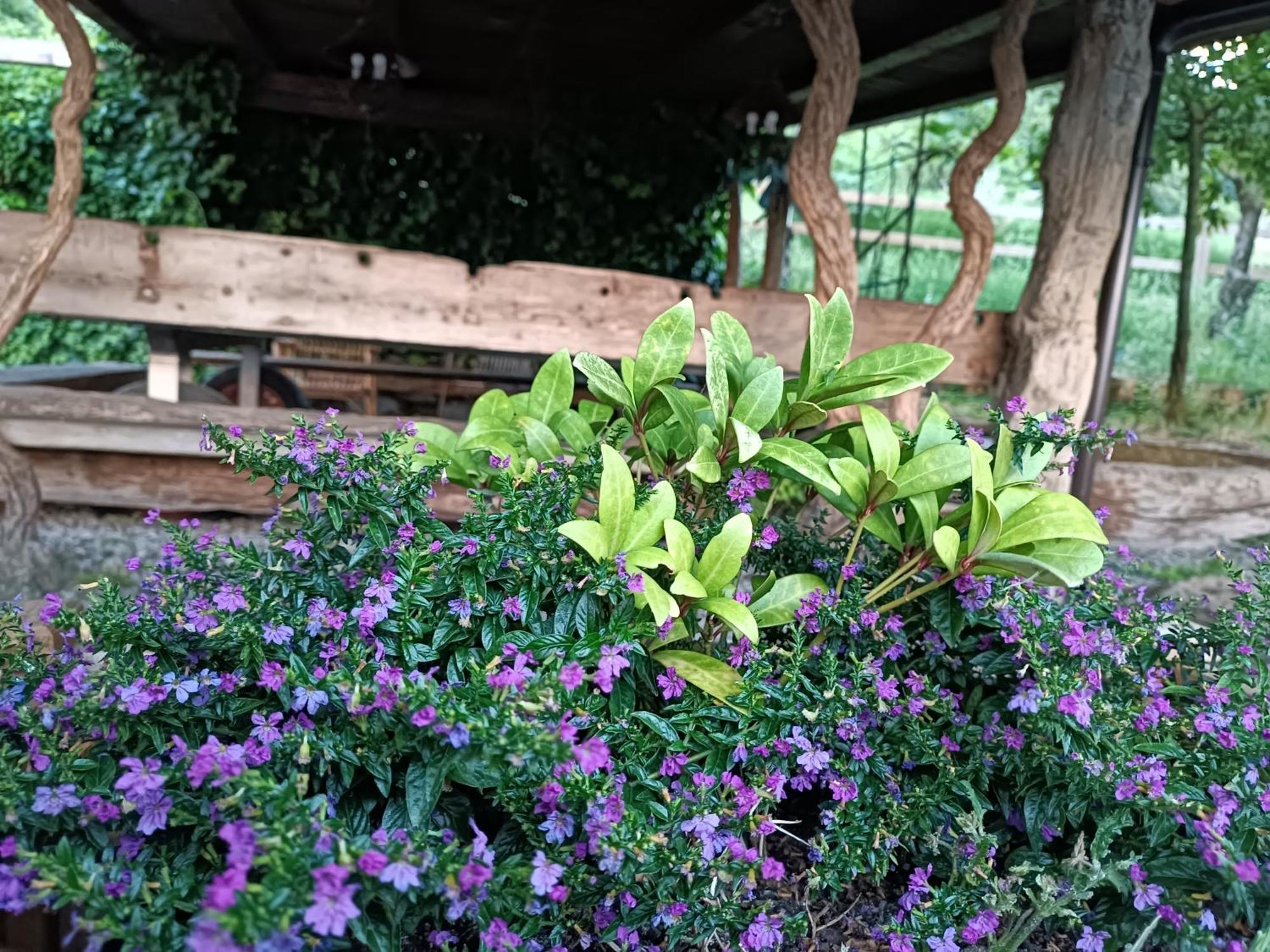 Rossena Fattoria Branciana Bed & Breakfast エクステリア 写真